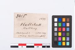 Etikett zu Schneckengehäuse (NHMW-PRAE-003415a)